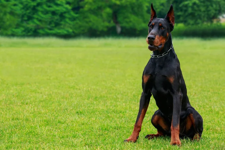 Dobermann sedí na trávníku venku v přírodě.