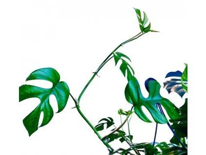 Zelená rostlina monstera s výraznými listy