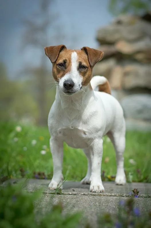 Jack Russell Terrier stojí na cestě venku