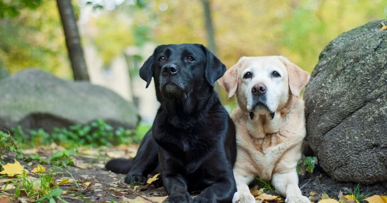 Dva labradoři sedící vedle sebe venku mezi listím.