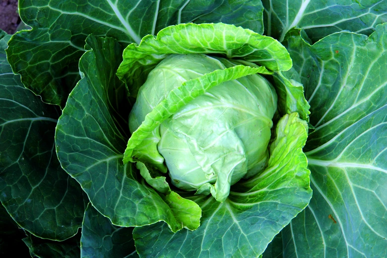 Čerstvá hlávková zelenina s velkými listy