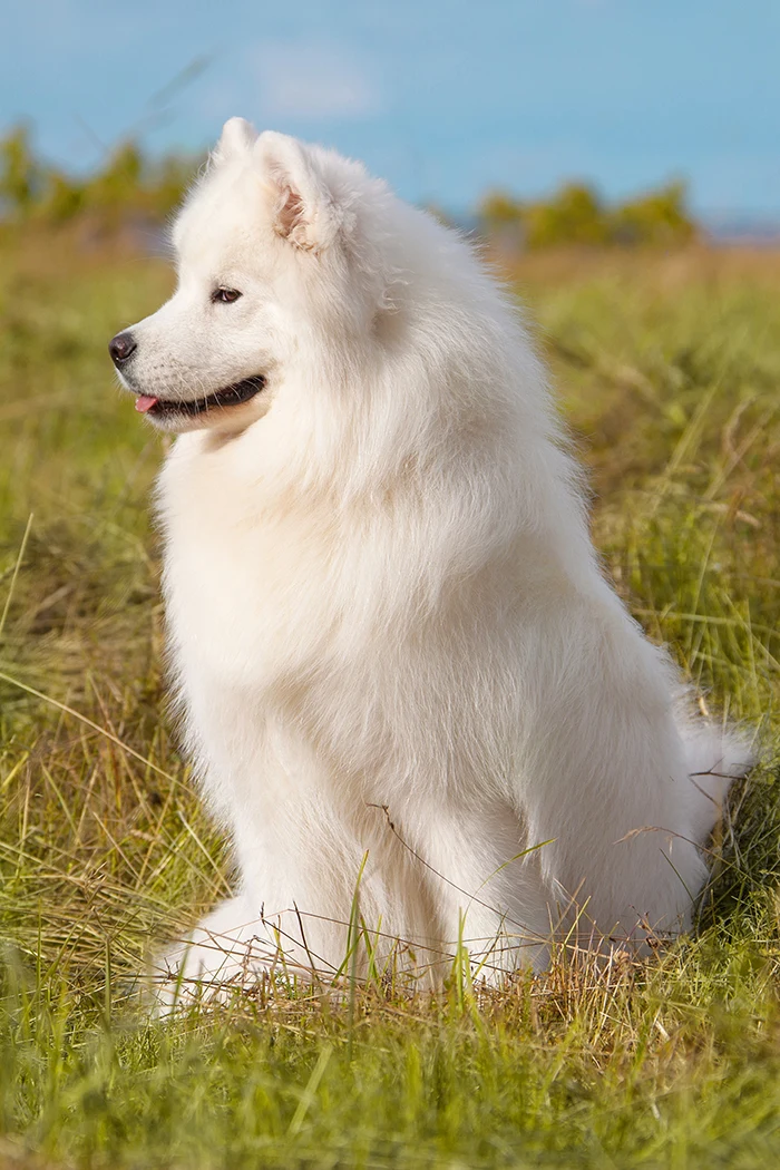 Bílý samojed sedí na trávě venku.