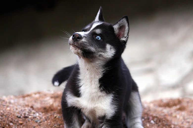 Malý aljašský husky štěně hledí nahoru.