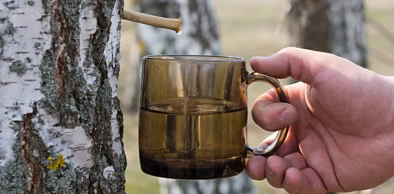 Sběr březové vody do sklenice z kůry břízy v lese.