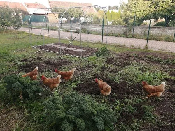 Hnědé slepice volně chodící v zahradě s zeleninou.