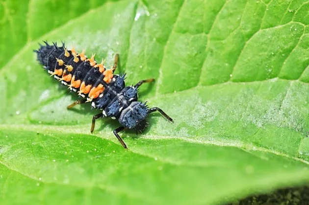 Larva slunéčka sedmitečného na listu