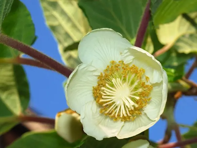 Květ kiwi, který se vypěstuje doma