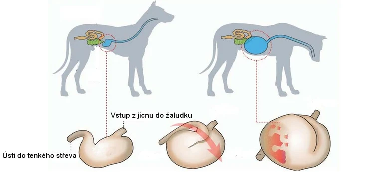 Torze žaludku u psů: příznaky, léčba a prevence