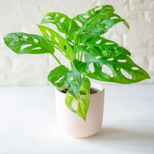 Zelená rostlina monstera v bílém květináči na světlé ploše.