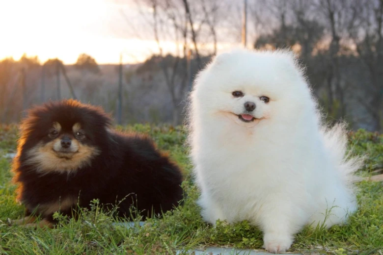 Dva plemenní psi pomeranč sedící na trávě.