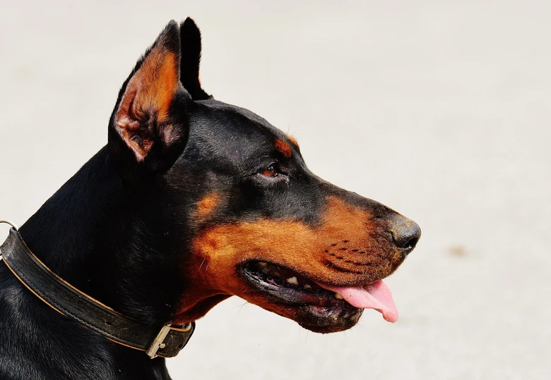 Portrét dobermana v profilu s roztaženým jazykem.