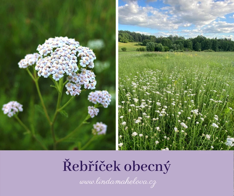 Bílé květy řebříčku obecného v trávě