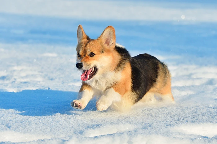 Šťastný corgi štěně běží po sněhu