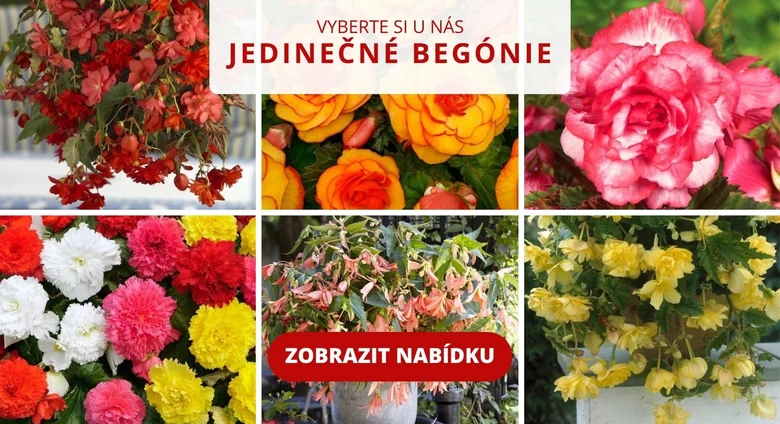 Různé druhy barevných pokojových begonií