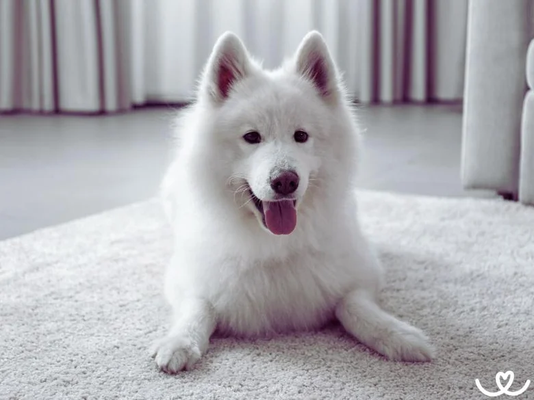Bílý samojed leží na koberci v interiéru.
