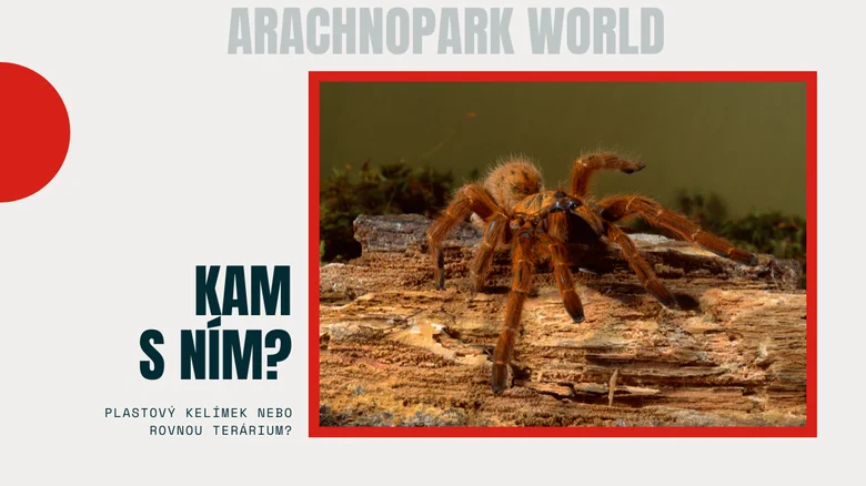 Tarantula v teráriu s českým textem o chovu pavouků
