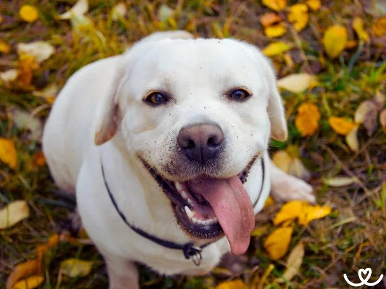 Bílý labrador retriever se usmívá na podzimním pozadí.