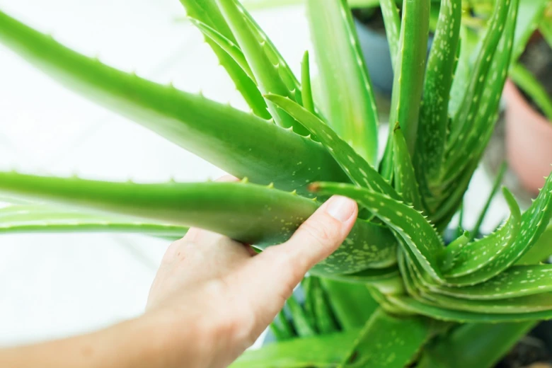 Ruka drží listy rostliny Aloe vera v interiéru.