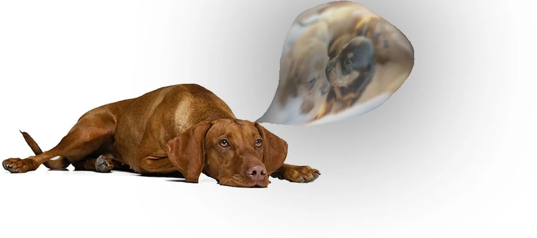 Březná pes s ultrazvukem plodu v bublině