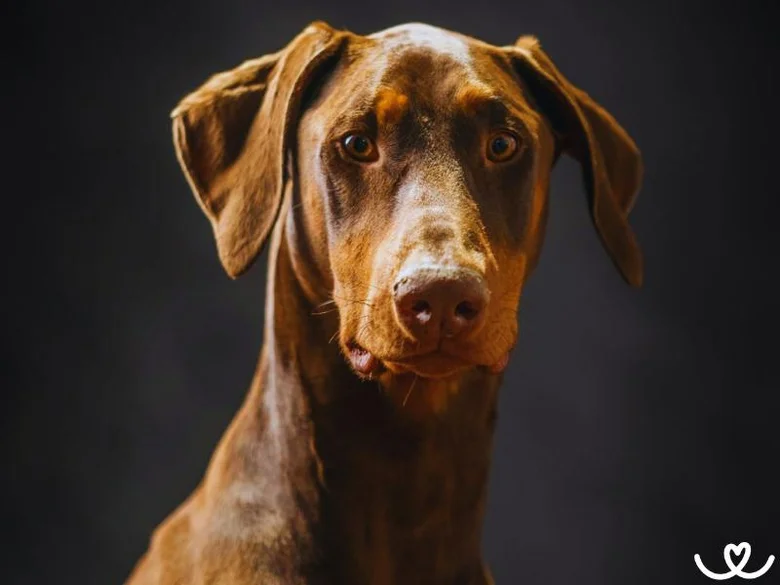 Portrét hnědého dobermana s tmavým pozadím.