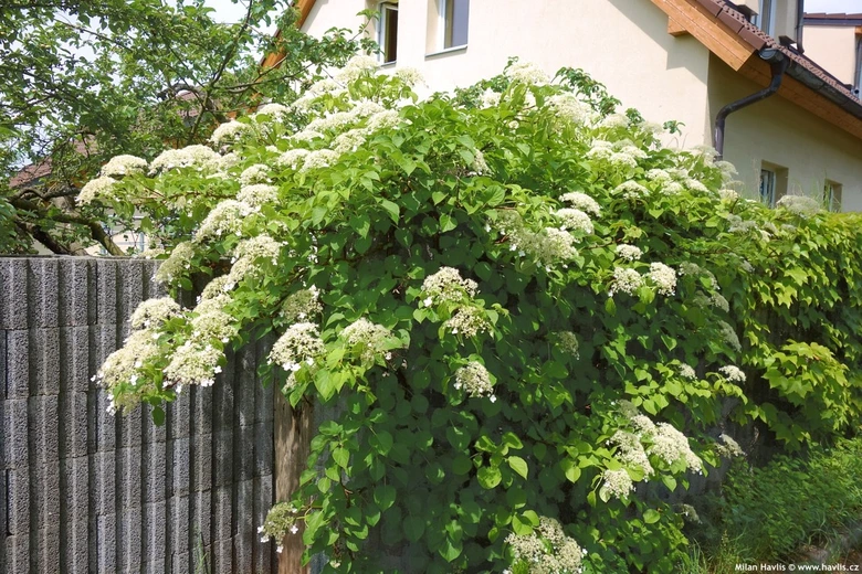 Květonosná hortenzie s bílými květy rostoucí u plotu.