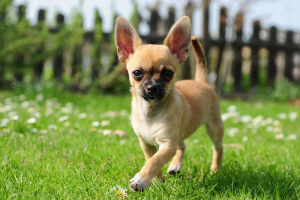 Malý chihuahua běží po trávě s květy