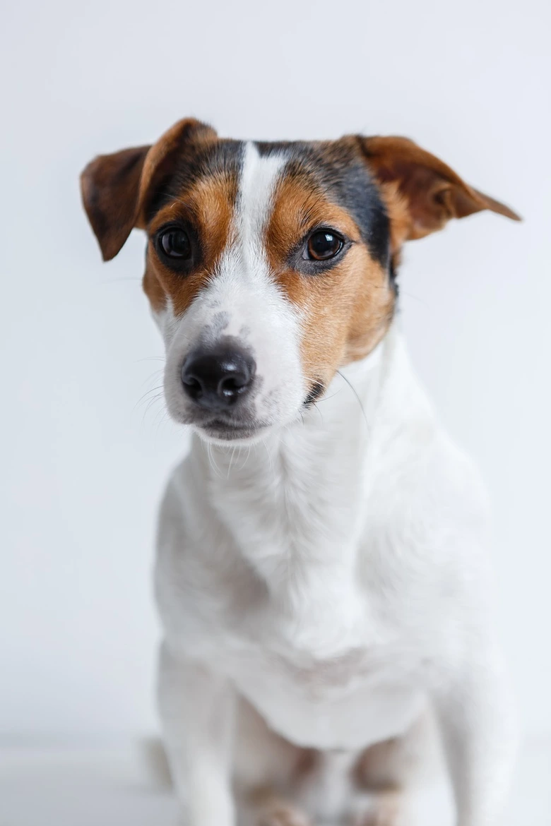 Jack Russell Terrier, pohled do kamery