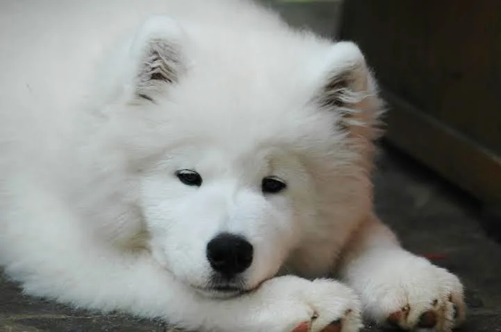 Bílý samojed štěně leží na zemi a dívá se do kamery.
