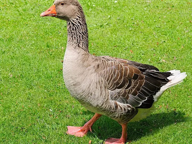 Domestik husa stojí na zelené trávě.