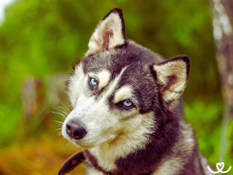 Portrét huskyho psa s modrýma očima v přírodě