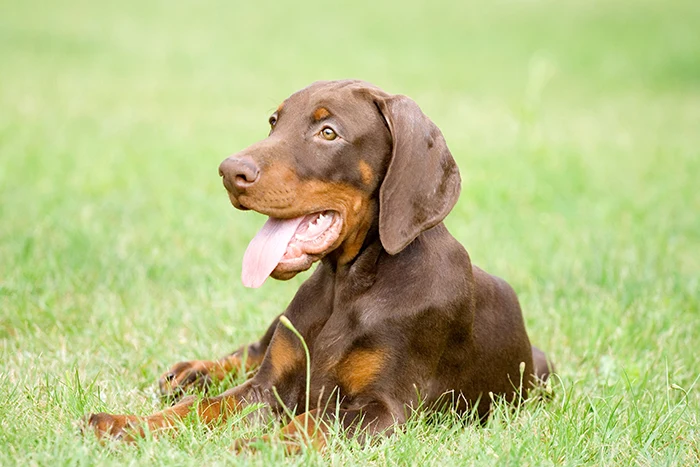 Hnědý doberman leží na trávě s vystrčeným jazykem.