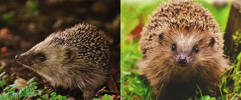 Dva ježci v přírodě, záběr zblízka