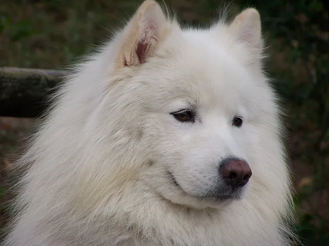 Bílý samojed s dlouhým srstí a přátelským výrazem.