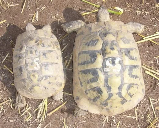 Dvě želvy, jedna větší, leží na zemi