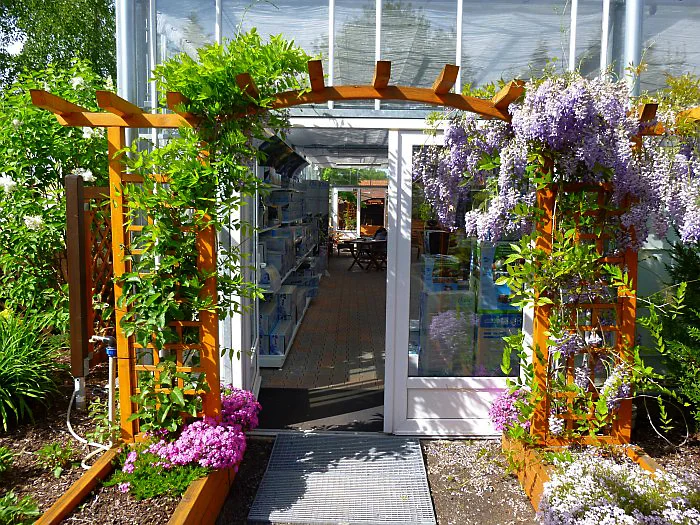Pergola s kvetoucími popínavými rostlinami