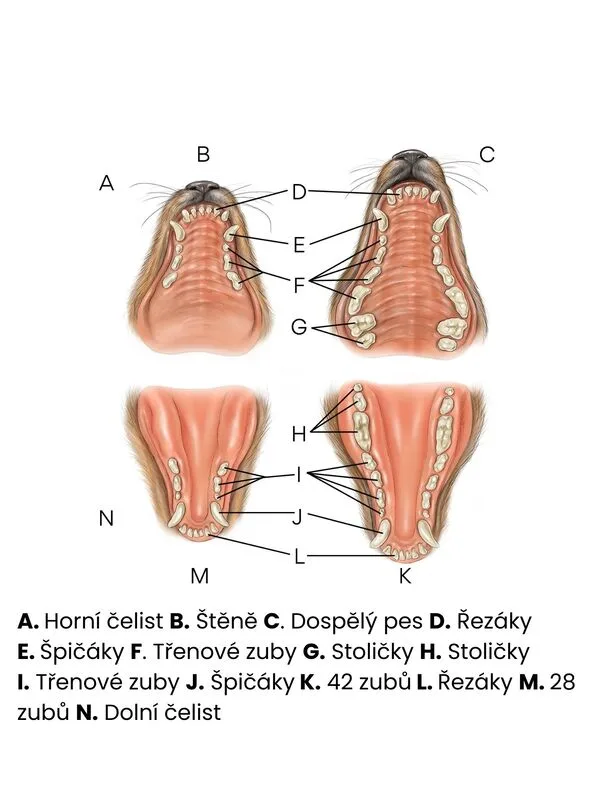 Anatomie psího zubního řada s popisky