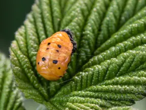 Larva slunéčka sedmitečného na listu