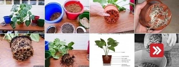 Krok pěstování a péče o rostlinu monstera