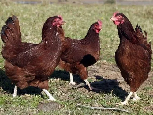 Tři červené slepice na trávníku v přírodě.