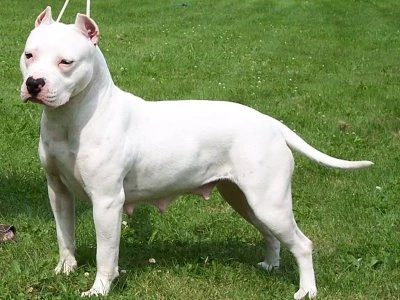 Bílý americký pitbul teriér stojí na trávníku.