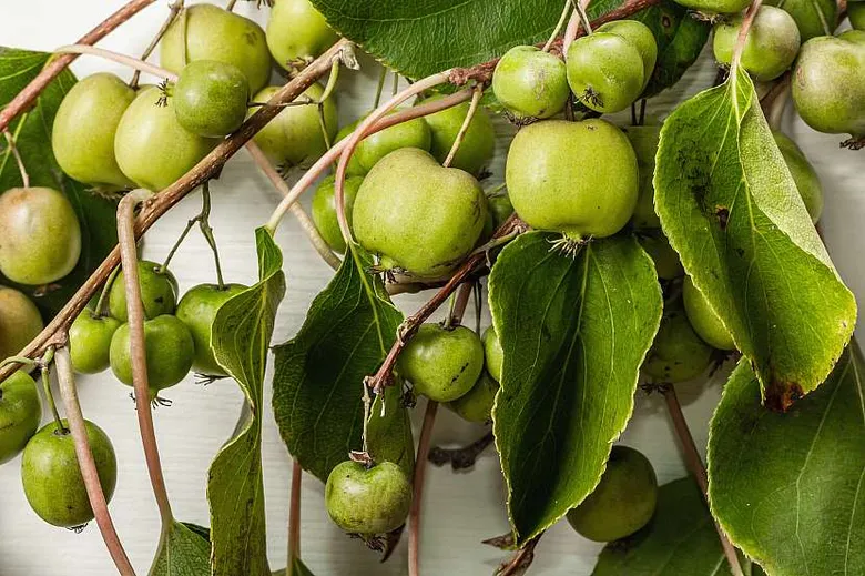 Zelené kiwi plody na větvích
