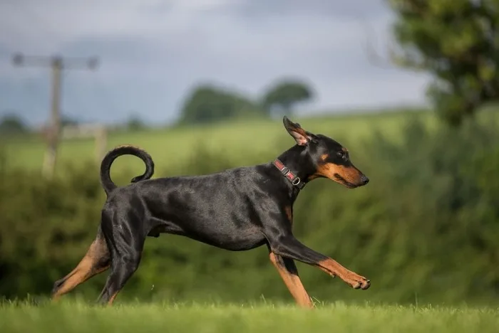 Dobermann běží po trávníku venku.