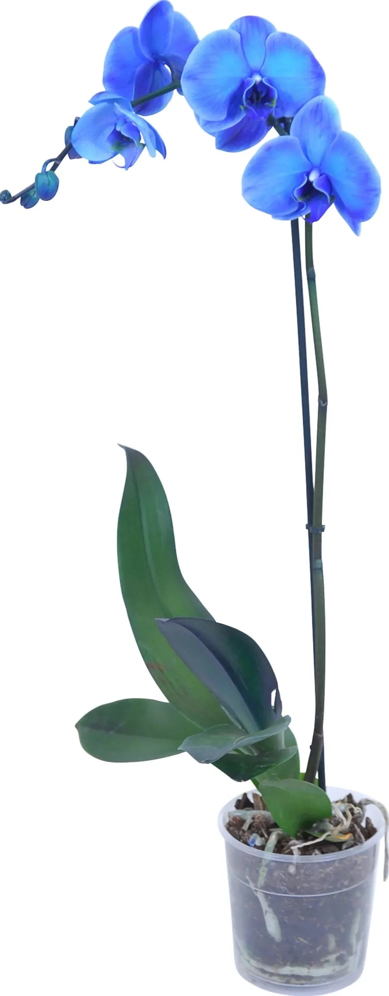 Modrá orchidej pěstování a péče: Jak na to správně