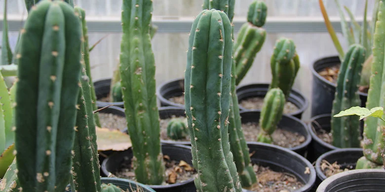 Cactuse San Pedro v černých květináčích