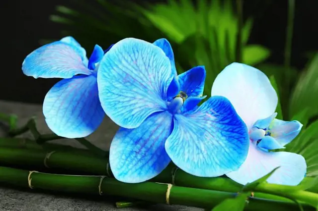 Modrá orchidej na bambusu, květina pro pěstování