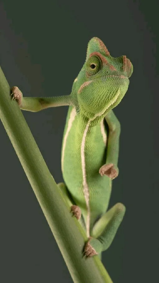 Zelený kameleon drží se rostliny na tmavém pozadí.