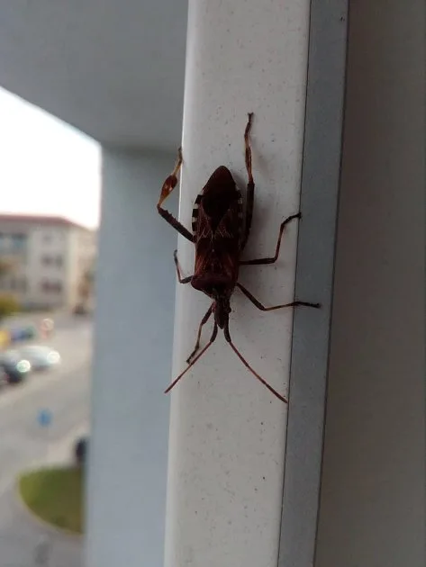 Ploštice domáčí na okně – jak se jí zbavit
