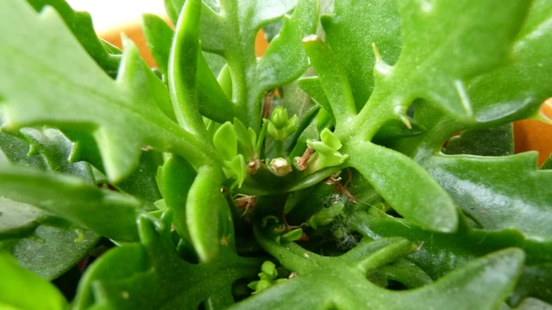 Kalanchoe s novými listy a růstovými bodovými