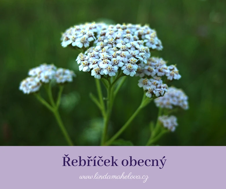 Bílý květ řebříčku obecného v přírodě