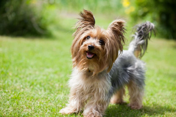 Malý psík plemene yorkshire terrier na trávě